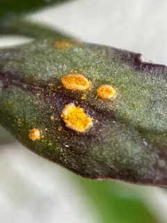 Coleosporium campanulae thumbnail 3