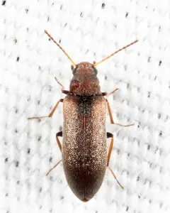 Microtonus sericans thumbnail 4