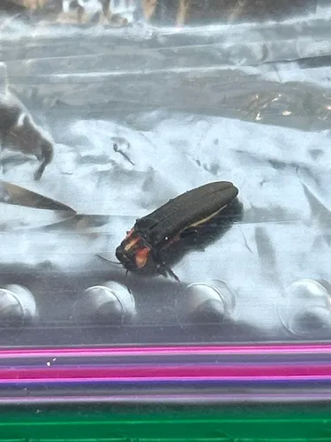 Agrilus benjamini