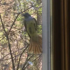 Great Crested Flycatcher thumbnail 4