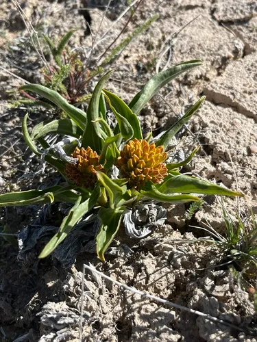 desert yellowhead