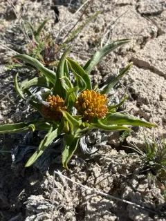 desert yellowhead thumbnail 1