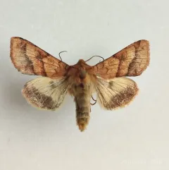 Purple-lined Sallow thumbnail 4