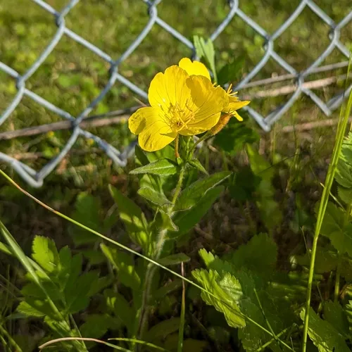 meadow evening primrose