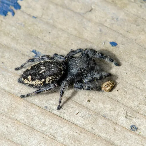 Boreal Tufted Jumping Spider