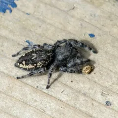 Boreal Tufted Jumping Spider thumbnail 1