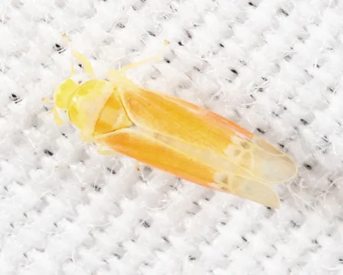 Empoa aureotecta
