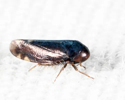 Xestocephalus brunneus