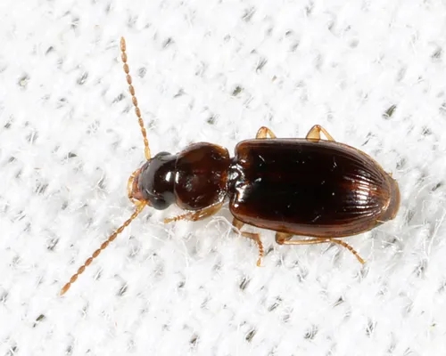 Dwarf Harp Ground Beetle