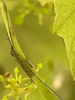 Rhipidia bryanti thumbnail 2