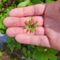 Spleenwortleaf Goldthread thumbnail 4