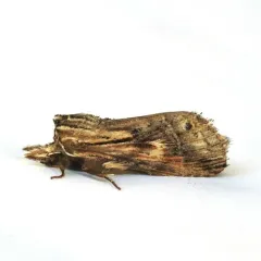 Black-spotted Prominent thumbnail 3