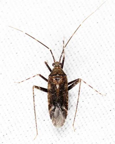 Phytocoris tuberculatus