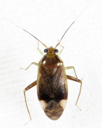 Pear Plant Bug