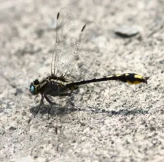 Pronghorn Clubtail thumbnail 3