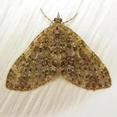 Olive-and-black Carpet Moth thumbnail 2