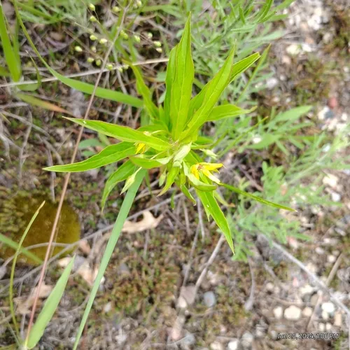 Lanceleaf Loosestrife