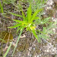 Lanceleaf Loosestrife thumbnail 1