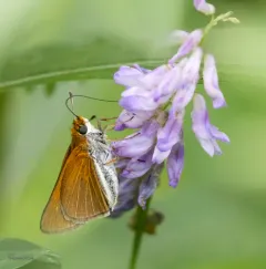 Two-spotted Skipper thumbnail 3