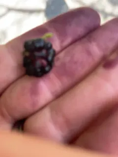 black mulberry thumbnail 1