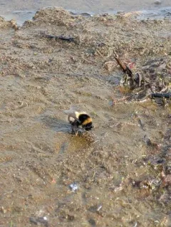 Polar Bumble Bee thumbnail 2