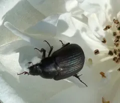 Serica anthracina thumbnail 4