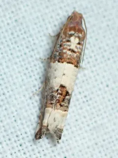 Suleima baracana thumbnail 3