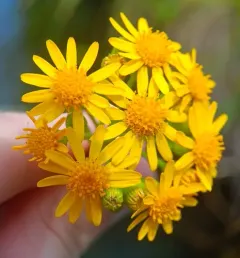 New England ragwort thumbnail 2