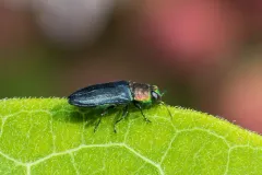 Anthaxia viridicornis thumbnail 3