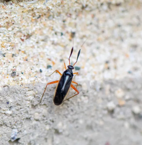 Garganus fusiformis