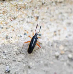 Garganus fusiformis thumbnail 1