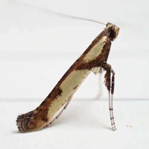 Walnut Caloptilia Moth