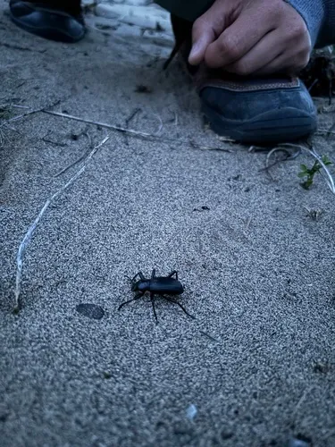 Coelocnemis sulcata