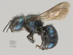 Osmia atrocyanea thumbnail 2