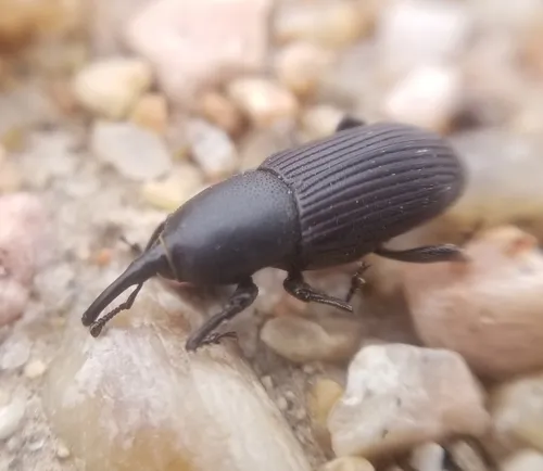 Sisal Weevil