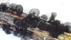 Meriderma aggregatum thumbnail 1