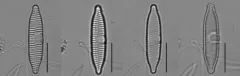 Fragilaria vaucheriae thumbnail 3