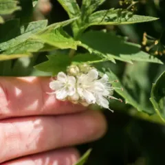 Fendler's Waterleaf thumbnail 4