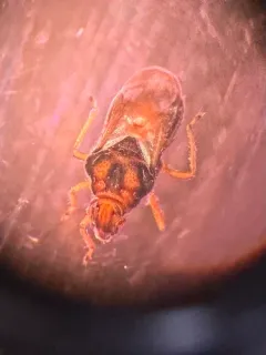 Merragata hebroides thumbnail 2