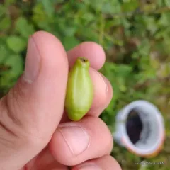 Chokecherry Midge thumbnail 1