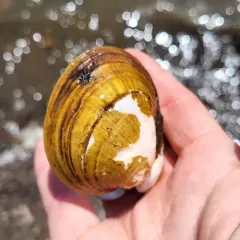 Hickorynut thumbnail 4