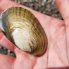 Eastern Lampmussel thumbnail 3