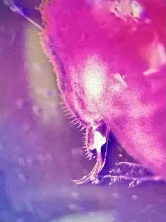 Large Water Flea thumbnail 1