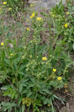 Idaho sticky cinquefoil thumbnail 3