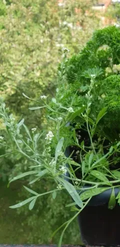 Garden Cress thumbnail 3
