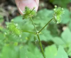 large-fruited sanicle thumbnail 2