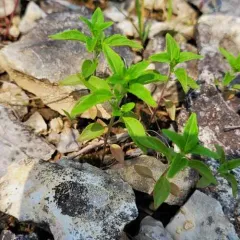 American pennyroyal thumbnail 3