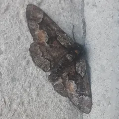 Phaeoura mexicanaria thumbnail 4