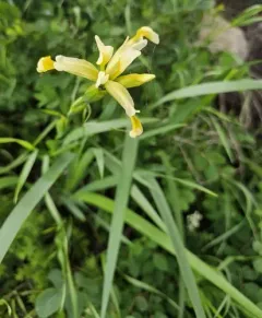 Iris halophila thumbnail 3
