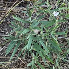 Nevada Sweet Pea thumbnail 2